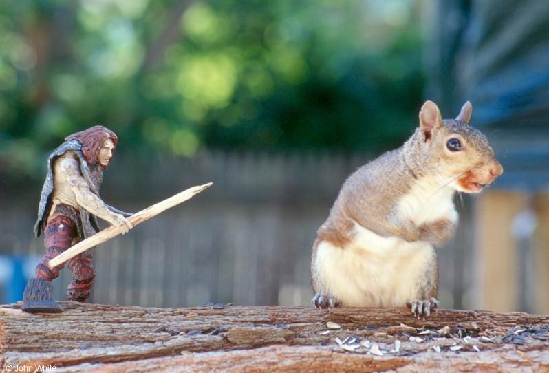 Conan vs. Giant Squirrel (silly pic!)2; DISPLAY FULL IMAGE.