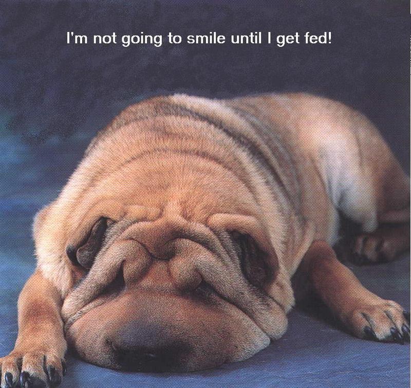 a unhappy pup!; DISPLAY FULL IMAGE.