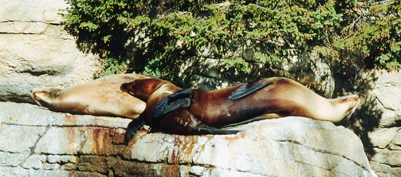 sleepin seals; DISPLAY FULL IMAGE.
