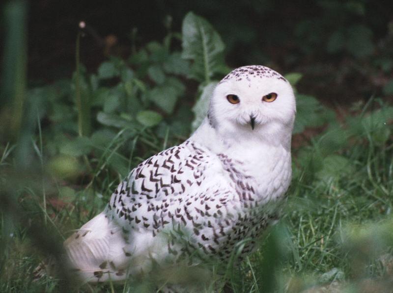 snow owl; DISPLAY FULL IMAGE.