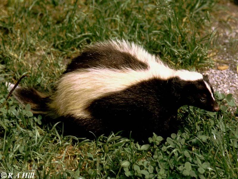 Skunk; DISPLAY FULL IMAGE.