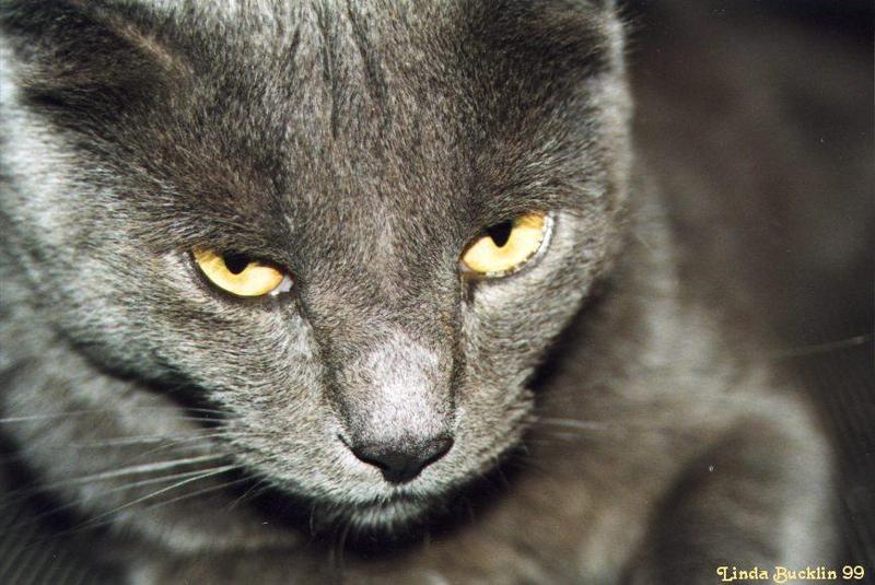 Cat - Thomas; DISPLAY FULL IMAGE.