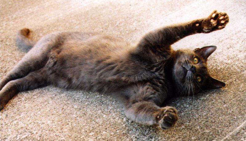 Cat - Thomas says hi; DISPLAY FULL IMAGE.