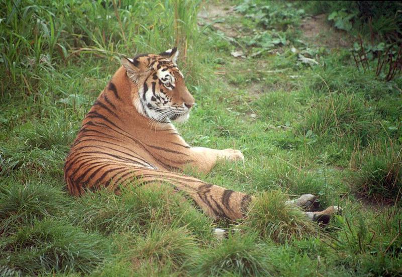 Sorry if you're fed up with tigers - I still got plenty o'them - Hannover Zoo again; DISPLAY FULL IMAGE.
