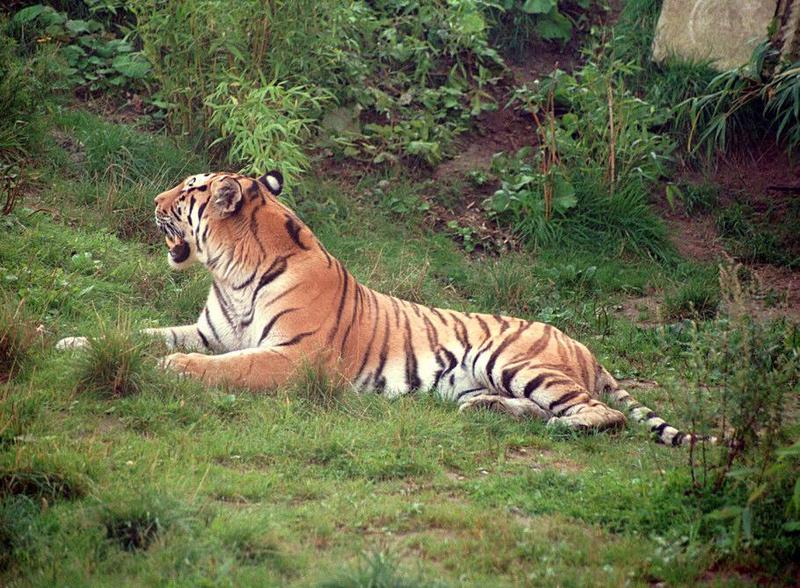 More Hannover Zoo tiger - not too happy with the colors of this...; DISPLAY FULL IMAGE.