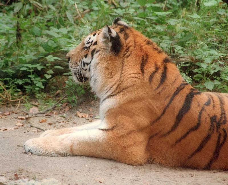 That cat was asking for a portrait :-) Siberian tiger in Schwerin Zoo; DISPLAY FULL IMAGE.