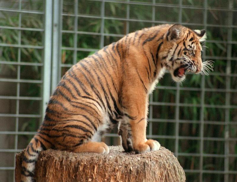 'Okay, I'm on the tree but how do I get down?' - Batu the Sumatran tiger cub, Heidelberg Zoo; DISPLAY FULL IMAGE.