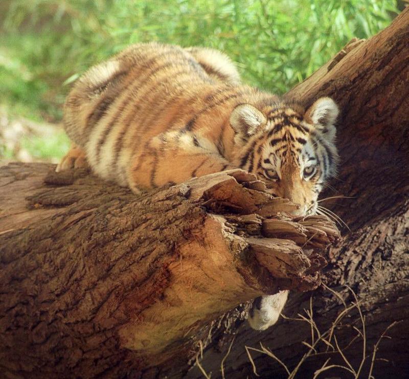 Preparing a little tiger attack - Siberian Tiger cub in Hannover Zoo; DISPLAY FULL IMAGE.