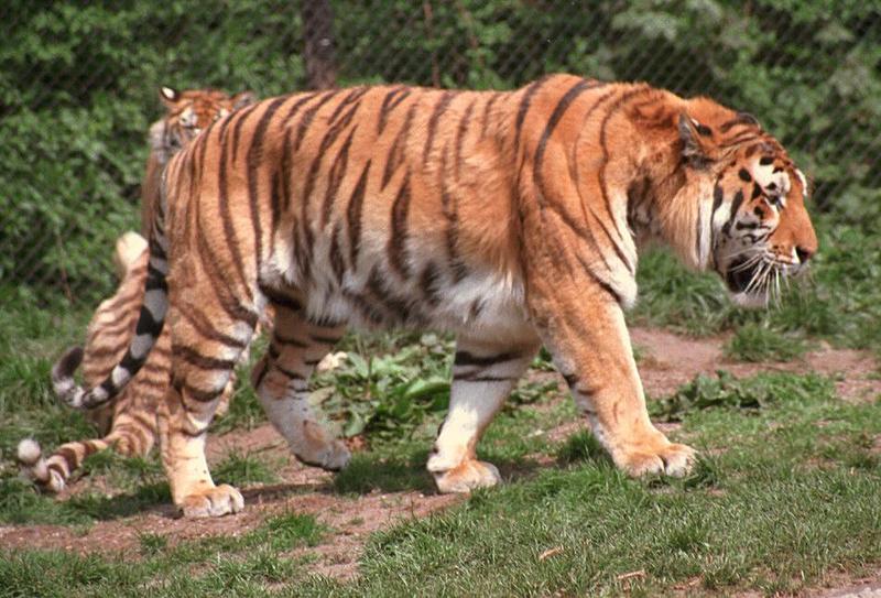 Hagenbeck Zoo tigers - posted earlier but rescanned with Nikon Coolscan; DISPLAY FULL IMAGE.