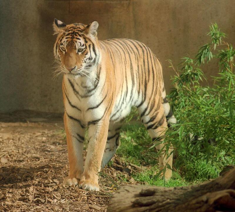Saved from a low contrast negative -  Hannover Zoo Siberian tigress - #100 on my web page :-); DISPLAY FULL IMAGE.