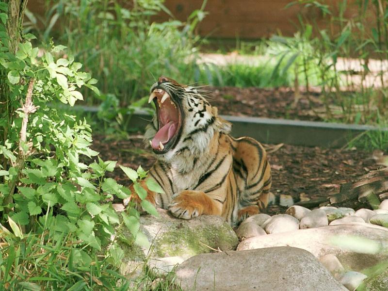 From my recent Wilhelma Zoo trip - Tuan the Sumatran tiger says 