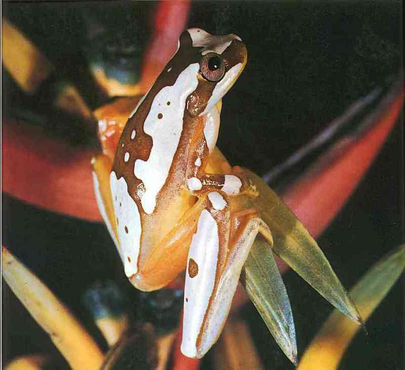 Tree-Frog; DISPLAY FULL IMAGE.