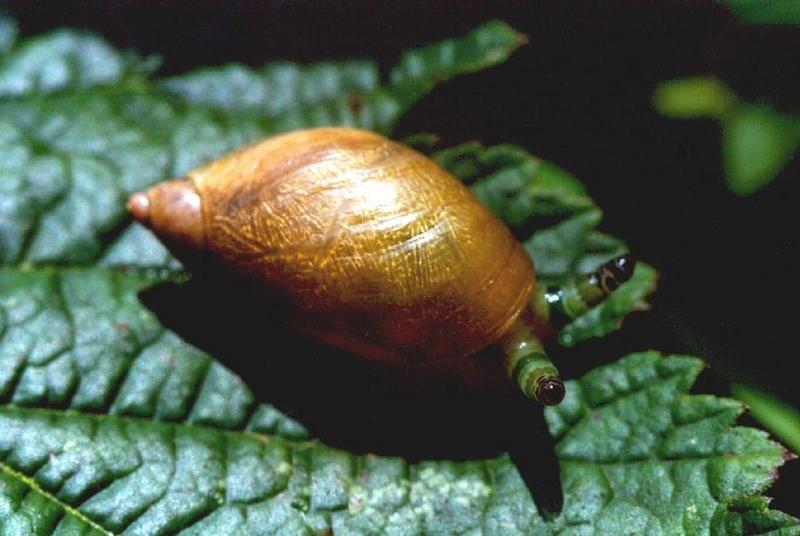 fNP - Snail - tslak1.jpg; DISPLAY FULL IMAGE.