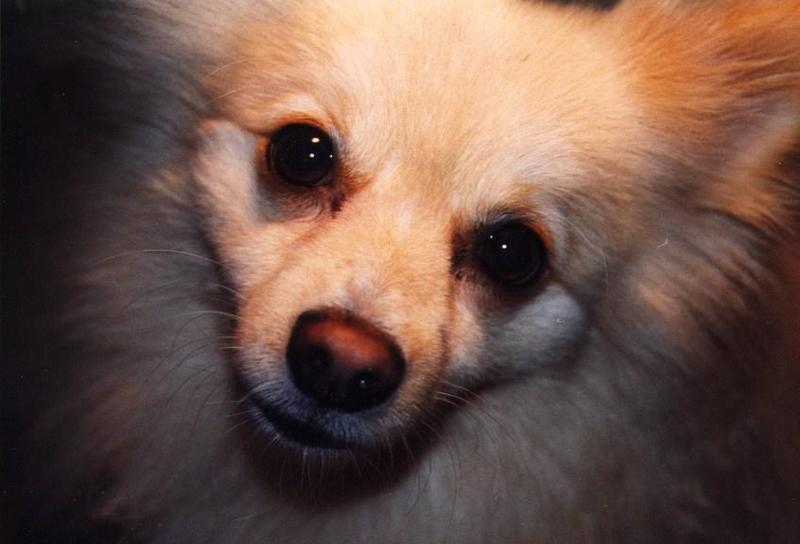 Dog - Tucker9; DISPLAY FULL IMAGE.