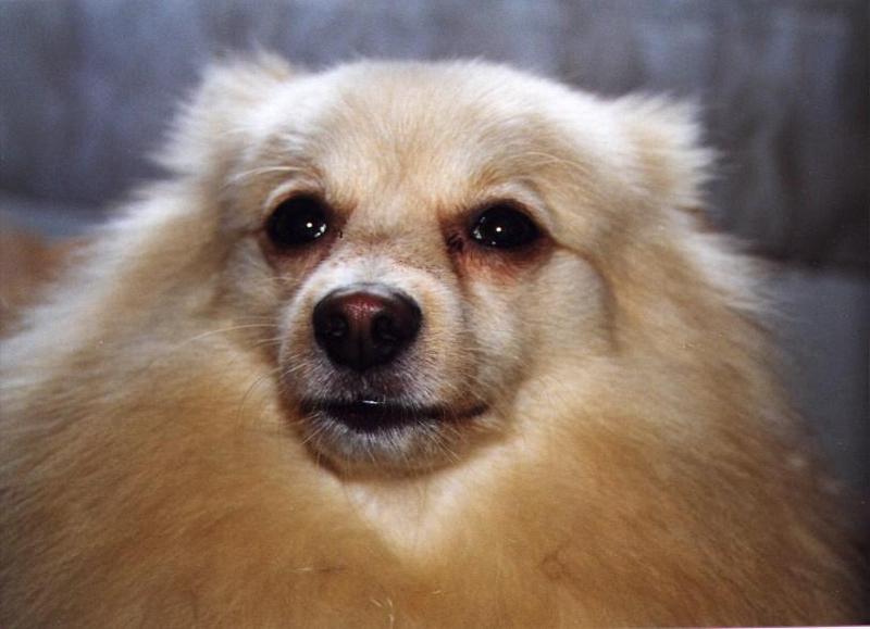 Dog - Tucker10; DISPLAY FULL IMAGE.