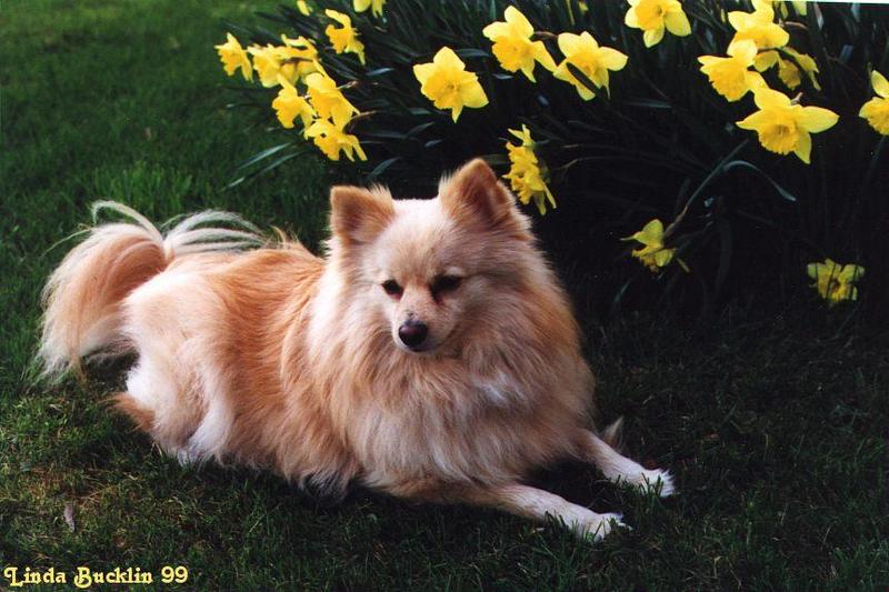 Tucker-my dog; DISPLAY FULL IMAGE.