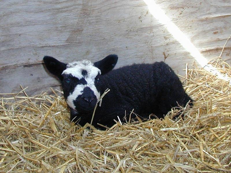 Re: Request:::::::: Turkeys and sheep; DISPLAY FULL IMAGE.
