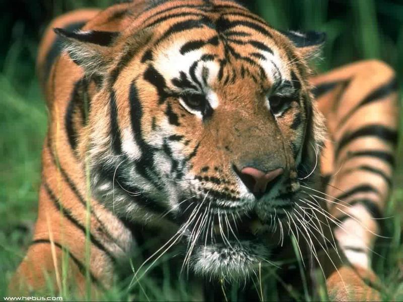 Re: pics lions; DISPLAY FULL IMAGE.