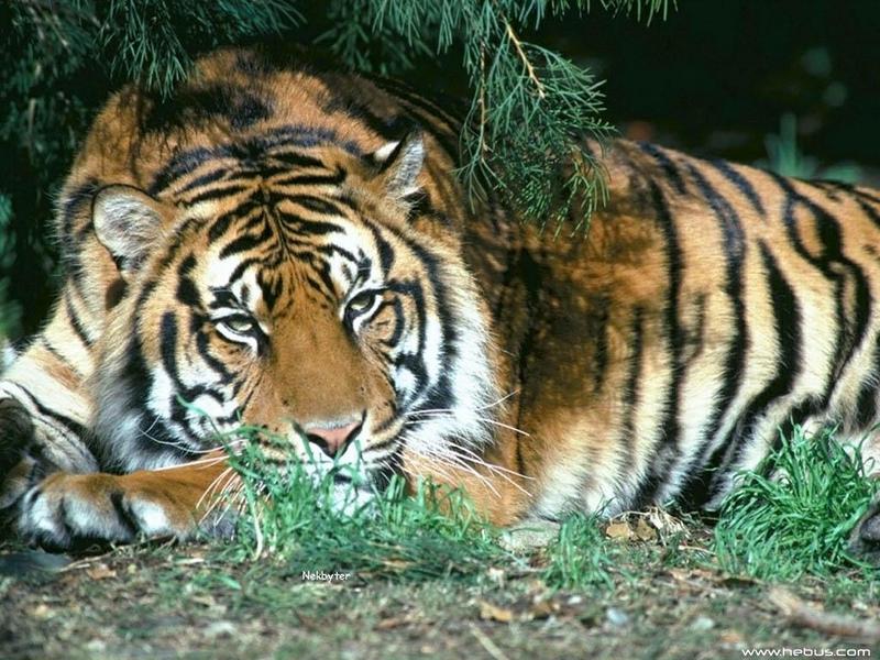 Re: pics lions; DISPLAY FULL IMAGE.