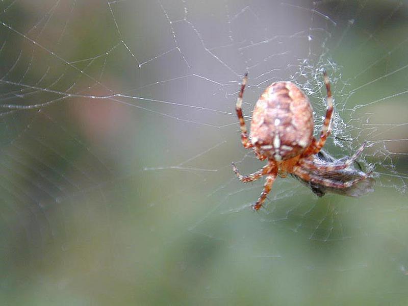 Spider; DISPLAY FULL IMAGE.