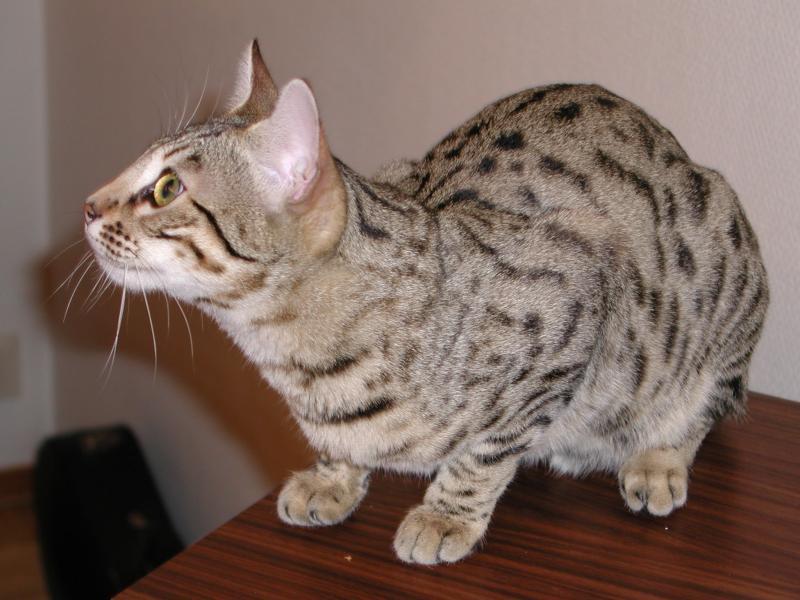 My cat ....; DISPLAY FULL IMAGE.
