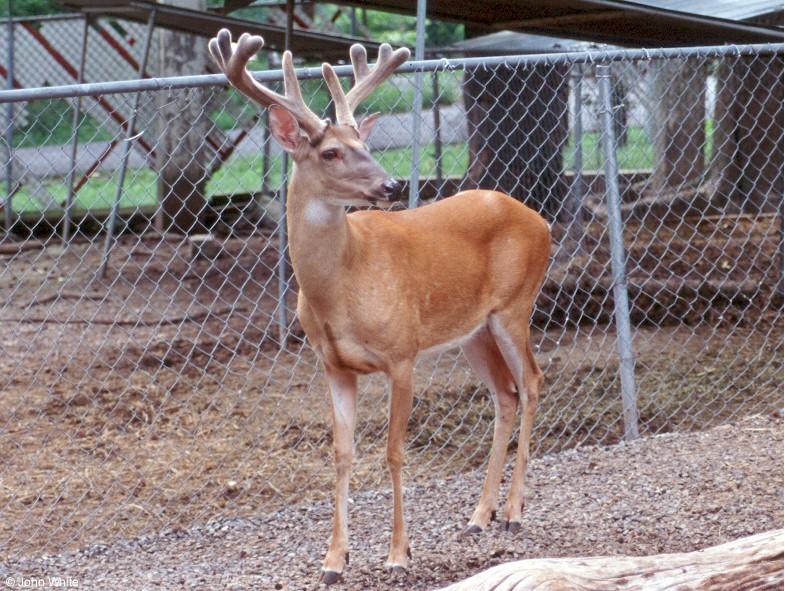 White-tailed Deer 1; DISPLAY FULL IMAGE.