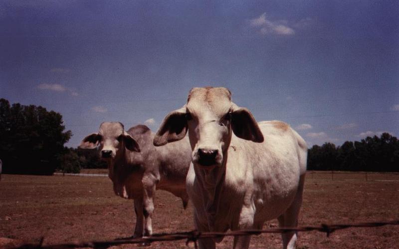 Georgia Cows - cows.bmp (01/12); DISPLAY FULL IMAGE.