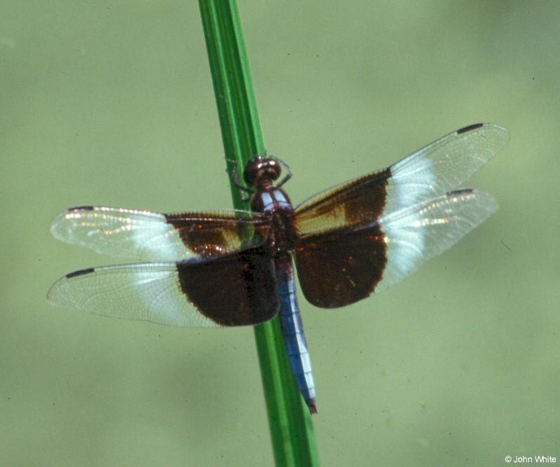 Dragonfly 1; DISPLAY FULL IMAGE.