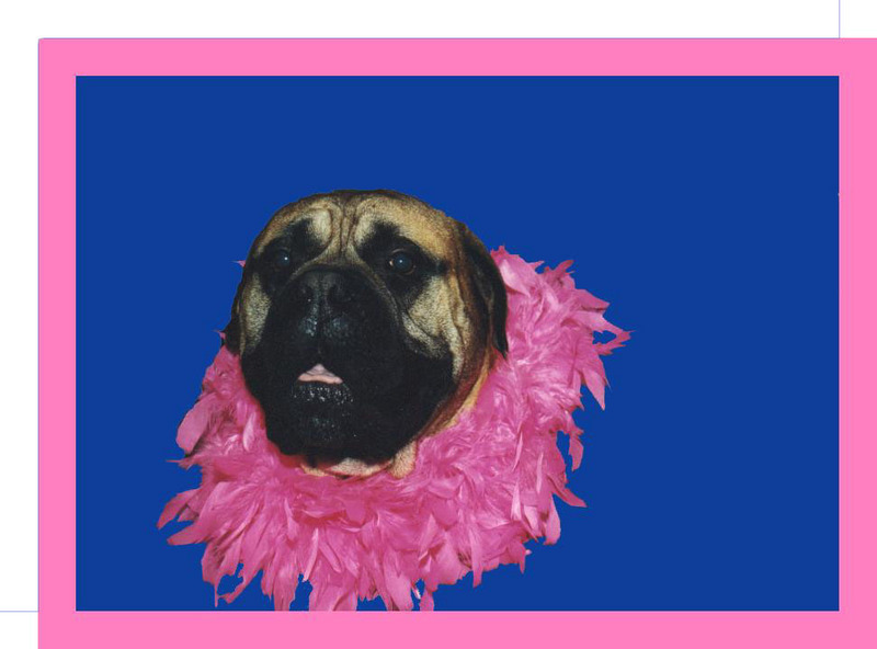 How did you like my bullmastiff  aimeyde@casema.net; DISPLAY FULL IMAGE.