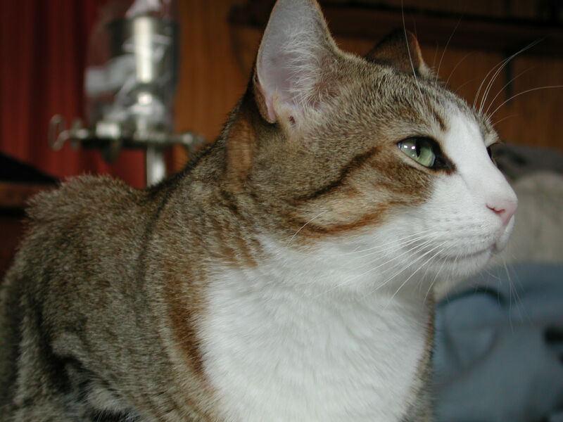 willie 1; DISPLAY FULL IMAGE.