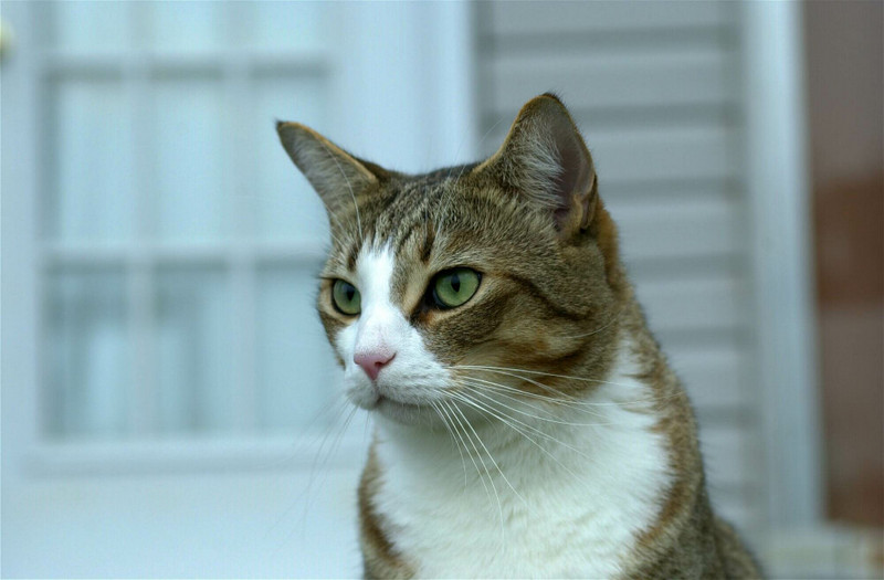 Portrait of Willie; DISPLAY FULL IMAGE.