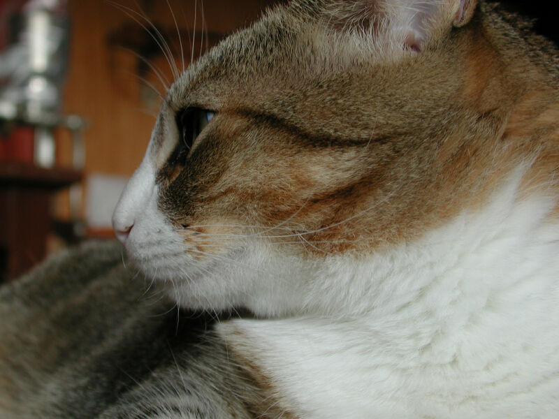 willie 2; DISPLAY FULL IMAGE.