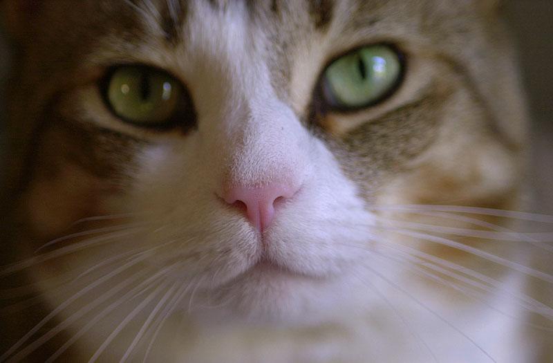 Willie's Nose...; DISPLAY FULL IMAGE.