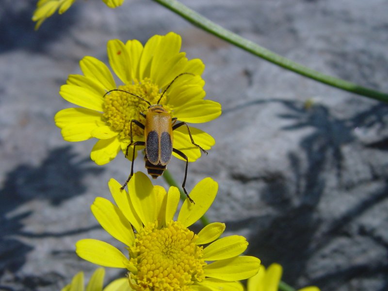 beetle; DISPLAY FULL IMAGE.