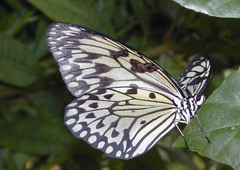 tiny butterfly 2; DISPLAY FULL IMAGE.