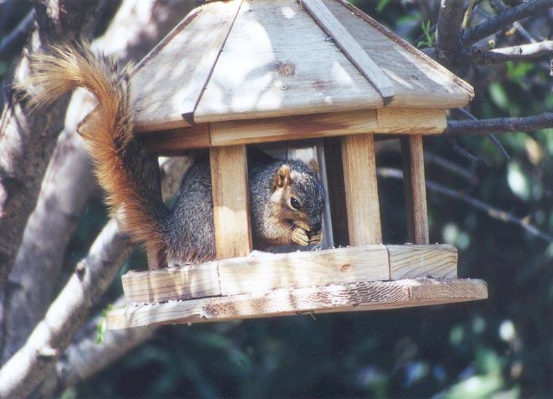 Fox Squirrel 74k jpg; DISPLAY FULL IMAGE.