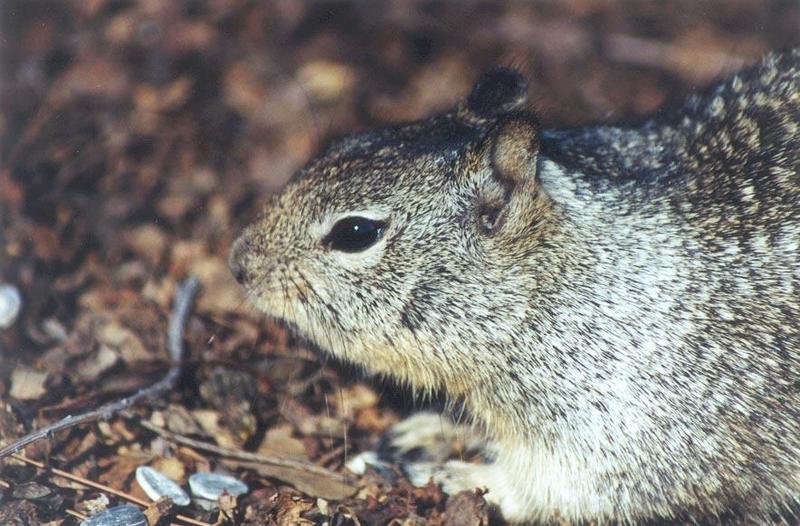 Calif Ground Squirrel 112k jpg; DISPLAY FULL IMAGE.