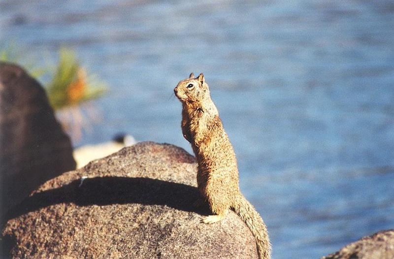 Calif Ground Squirrel 114k; DISPLAY FULL IMAGE.