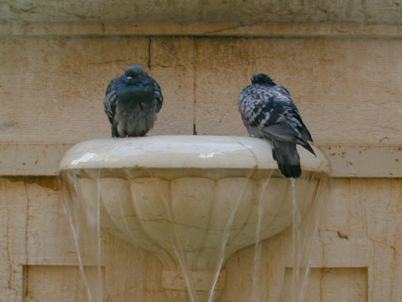 Water Bird; DISPLAY FULL IMAGE.