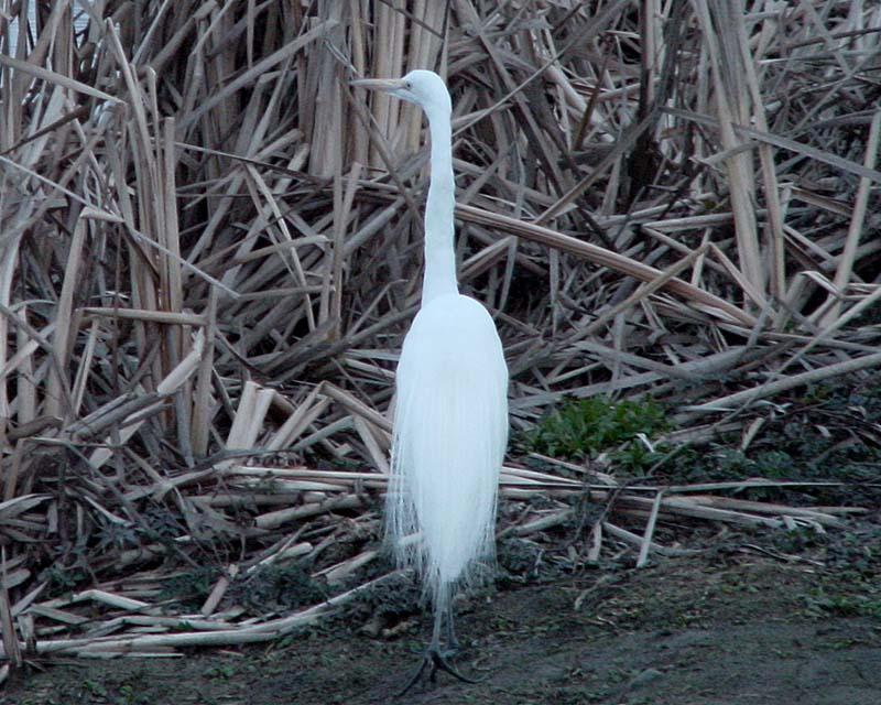 egrete  (800x400) 101K; DISPLAY FULL IMAGE.