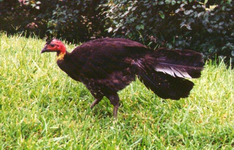 Brush Turkey; DISPLAY FULL IMAGE.