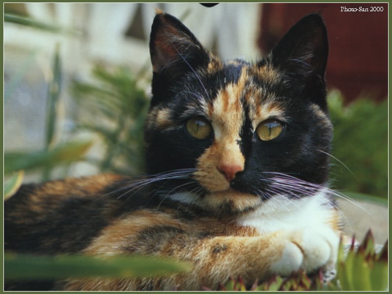 Cute Kitties For the Group ( Dedicated to Uni & Yaliht ) - c_kat12.jpg(1/1) 73648 bytes; DISPLAY FULL IMAGE.