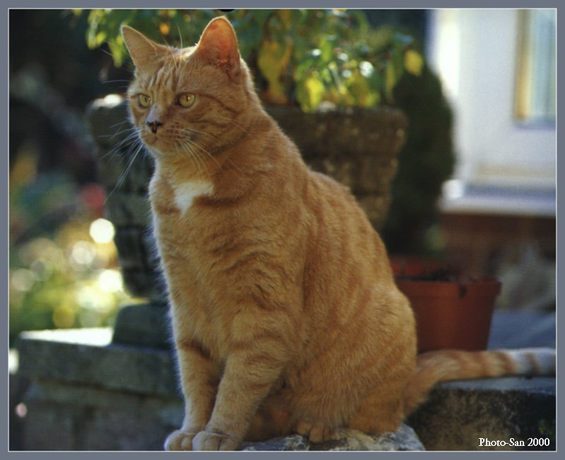 Cute Kitties For the Group ( Dedicated to Uni & Yaliht ) - c_kat13.jpg(1/1) 73022 bytes; DISPLAY FULL IMAGE.