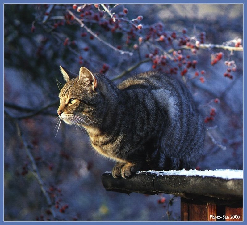 Cute Kitties For the Group ( Dedicated to Uni & Yaliht ) - c_kat18.jpg(1/1) 119236 bytes; DISPLAY FULL IMAGE.