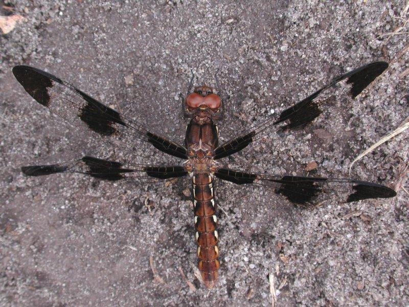 Dragonflies a; DISPLAY FULL IMAGE.