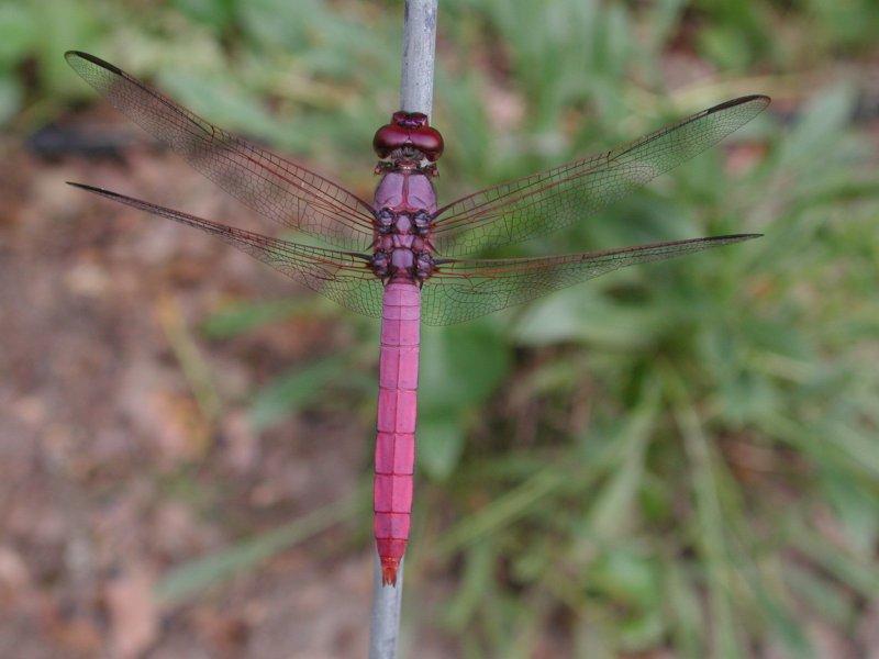 Dragonflies d; DISPLAY FULL IMAGE.