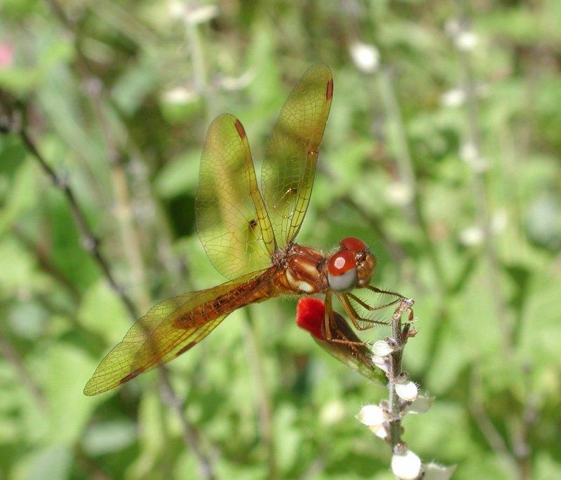 Dragonflies e; DISPLAY FULL IMAGE.