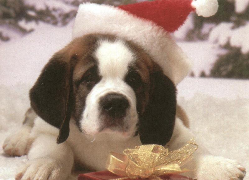 Holiday puppies - dcal001221-stbernardpup-800.jpg; DISPLAY FULL IMAGE.