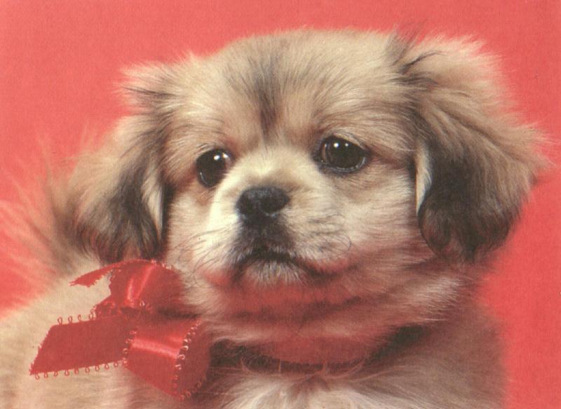 Holiday puppies - dcal001222-fluffybow-800.jpg; DISPLAY FULL IMAGE.