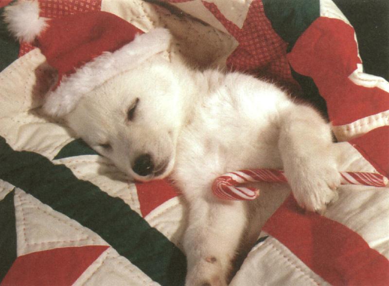 Holiday puppies - dcal001225-sleepingelf-800.jpg; DISPLAY FULL IMAGE.
